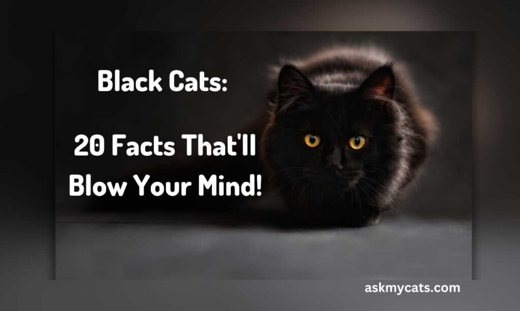 Black Cats 20 Facts Thatll Blow Your Mind