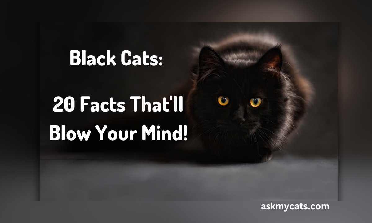 20 Shocking Black Cat Secrets Revealed!