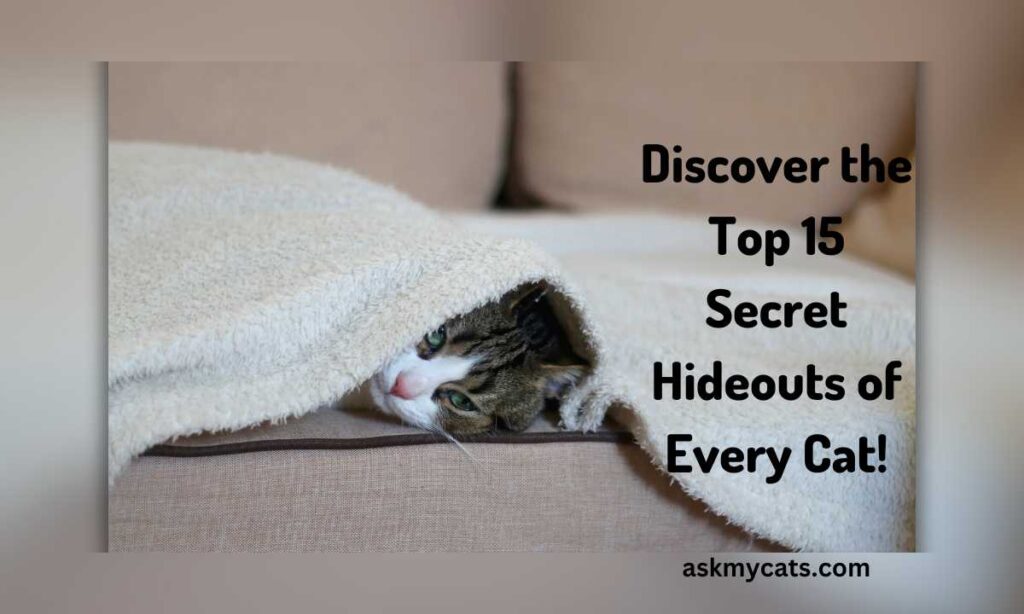 Discover the Top 15 Secret Hideouts of Every Cat