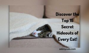 15 Shocking Places Your Cat Hides: #7 Will Amaze You!