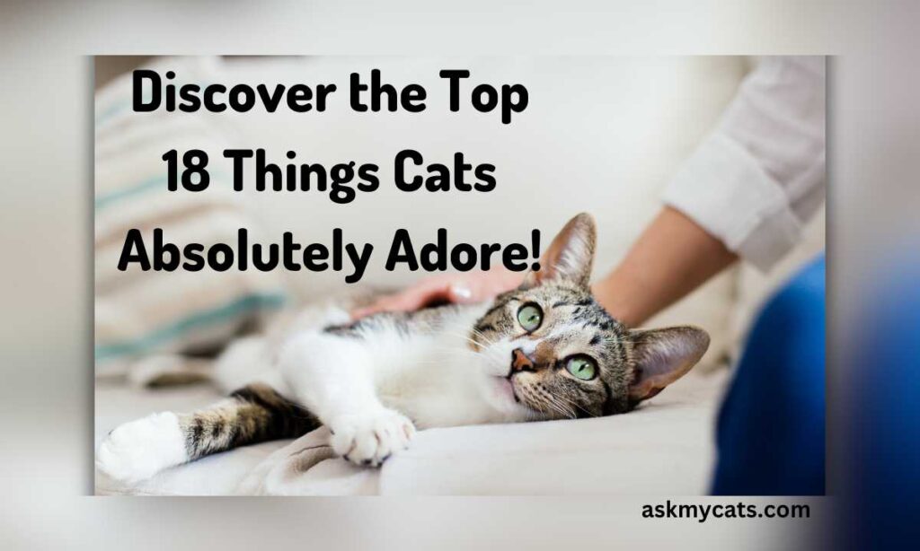 Discover the Top 18 Things Cats Absolutely Adore