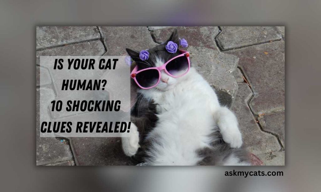 Is Your Cat Human 10 Shocking Clues Revealed
