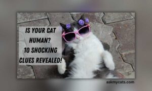 10 Hilarious Signs Your Cat is a Mini Human!