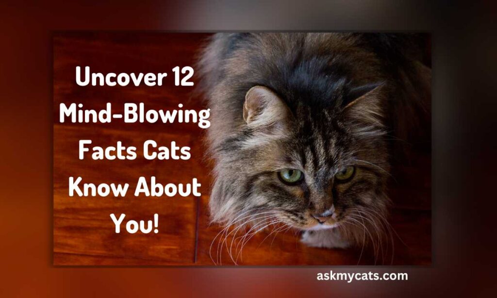 Uncover 12 Mind Blowing Facts Cats Know About You