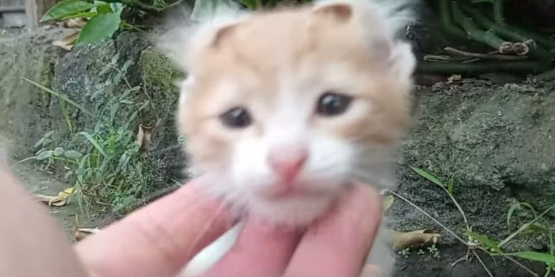 Kittens BRUTAL life with Broken TAIL Finds His Forever Home 1