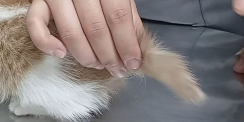 Kittens BRUTAL life with Broken TAIL Finds His Forever Home 3