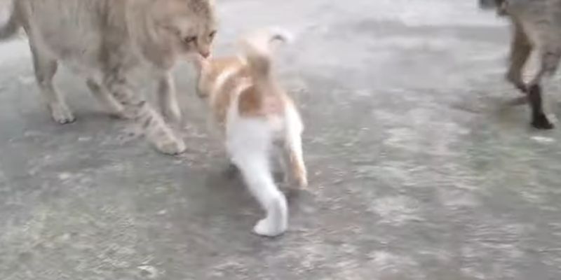 Kittens BRUTAL life with Broken TAIL Finds His Forever Home 4