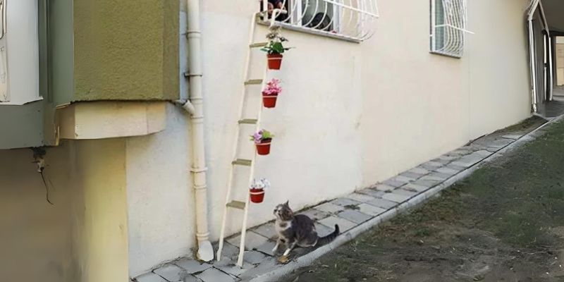 This Woman Builds A ‘Cat Ladder To Her Home To Save Stray Cats From The Cold 1