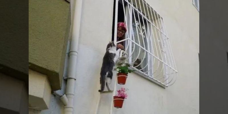 This Woman Builds A ‘Cat Ladder To Her Home To Save Stray Cats From The Cold 2