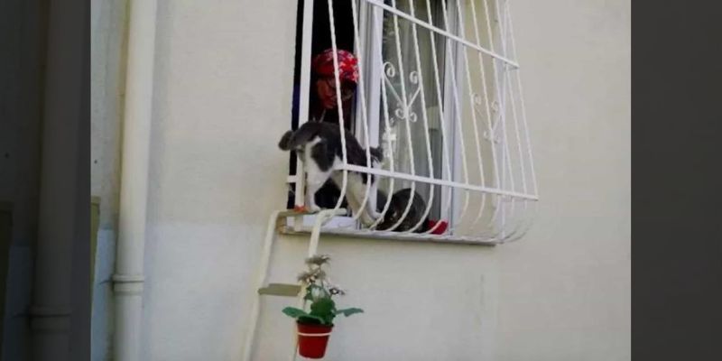 This Woman Builds A ‘Cat Ladder To Her Home To Save Stray Cats From The Cold 3