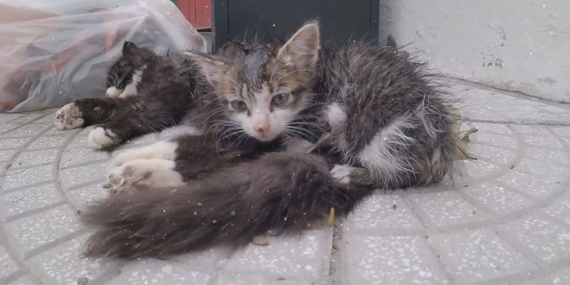Tiny Kitten's Eyes Filled With TEARS Since Nobody Came To Rescue Mama Cat Tiny Kittens Eyes Filled With TEARS Since Nobody Came To Rescue Mama Cat 1
