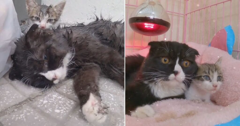 Tiny Kitten's Eyes Filled With TEARS Since Nobody Came To Rescue Mama Cat Tiny Kittens Eyes Filled With TEARS Since Nobody Came To Rescue Mama Cat