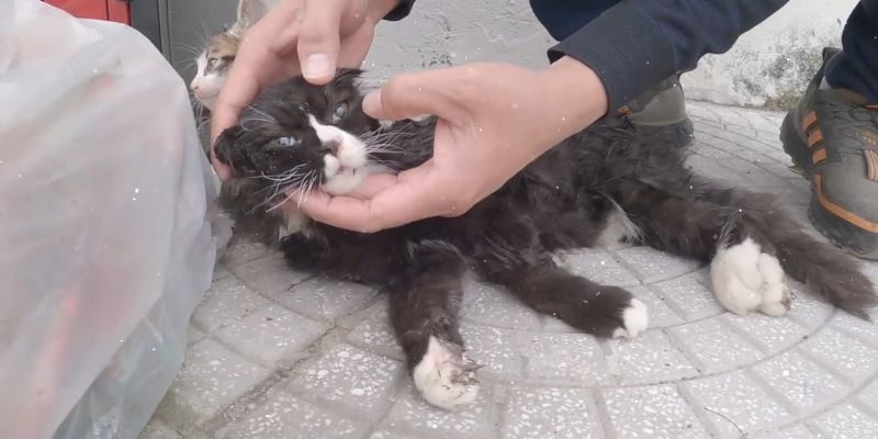 Tiny Kitten's Eyes Filled With TEARS Since Nobody Came To Rescue Mama Cat Tiny Kittens Eyes Filled With TEARS Since Nobody Came To Rescue Mama Cat 2