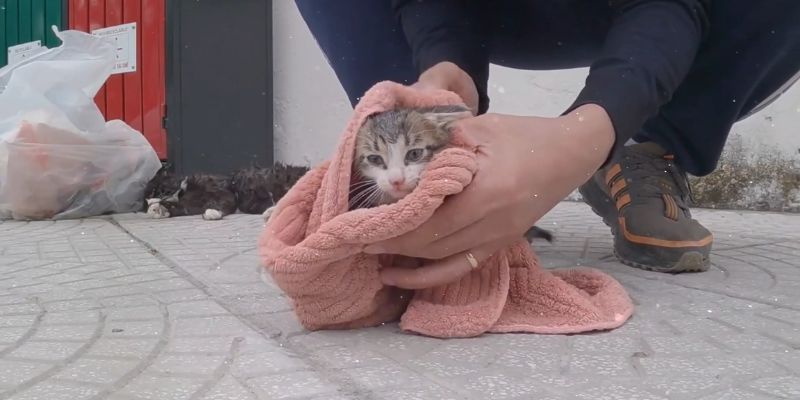 Tiny Kitten's Eyes Filled With TEARS Since Nobody Came To Rescue Mama Cat Tiny Kittens Eyes Filled With TEARS Since Nobody Came To Rescue Mama Cat 3