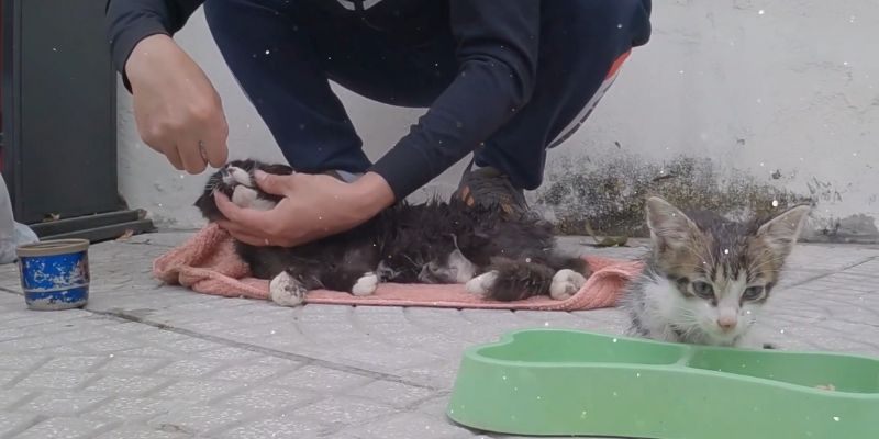 Tiny Kitten's Eyes Filled With TEARS Since Nobody Came To Rescue Mama Cat Tiny Kittens Eyes Filled With TEARS Since Nobody Came To Rescue Mama Cat 4