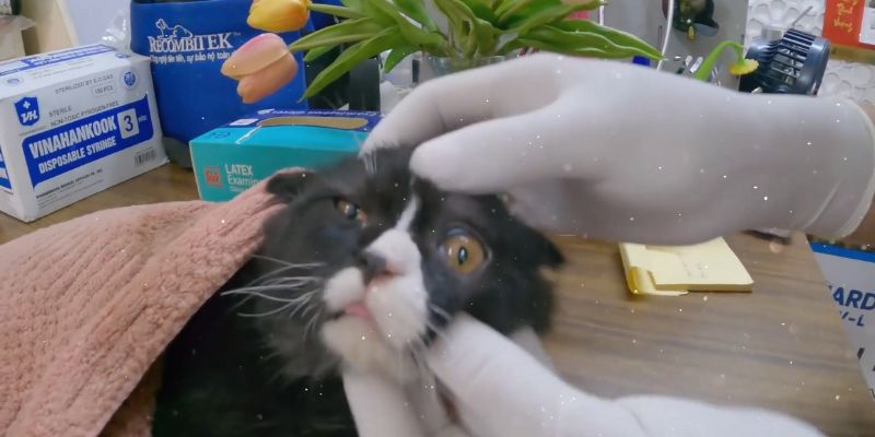 Tiny Kitten's Eyes Filled With TEARS Since Nobody Came To Rescue Mama Cat Tiny Kittens Eyes Filled With TEARS Since Nobody Came To Rescue Mama Cat 5