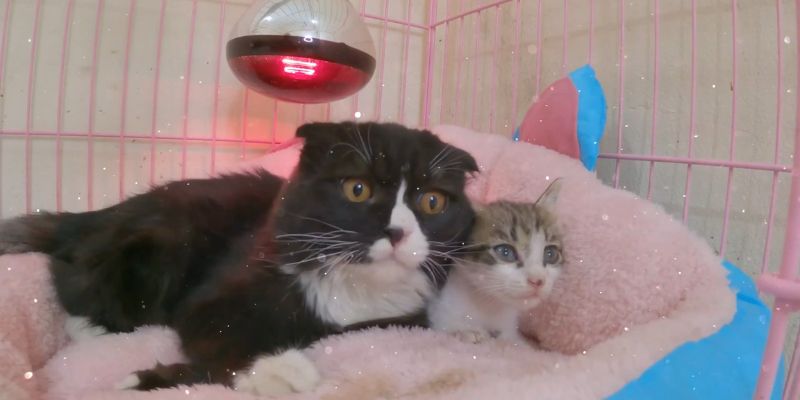 Tiny Kitten's Eyes Filled With TEARS Since Nobody Came To Rescue Mama Cat Tiny Kittens Eyes Filled With TEARS Since Nobody Came To Rescue Mama Cat 6