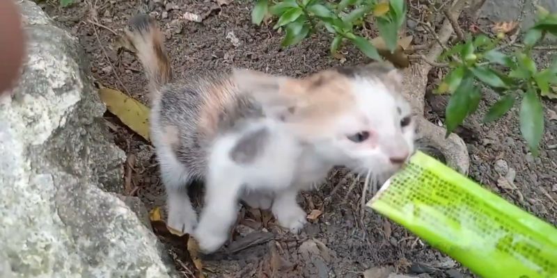 Tiny Victim of SADISTIC owner Kitten TREMBLE in Fear 1