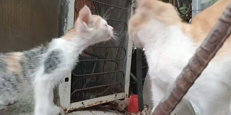 Tiny Victim of SADISTIC owner Kitten TREMBLE in Fear 2