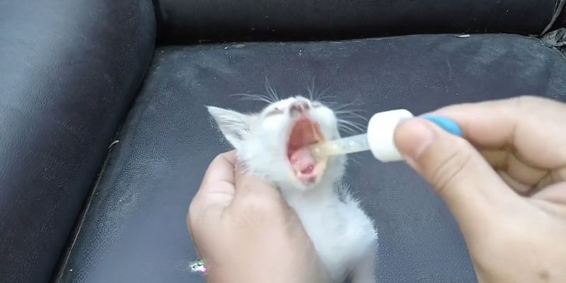 Tiny Victim of SADISTIC owner Kitten TREMBLE in Fear 4