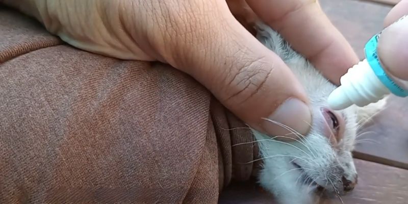 Tiny Victim of SADISTIC owner Kitten TREMBLE in Fear 5