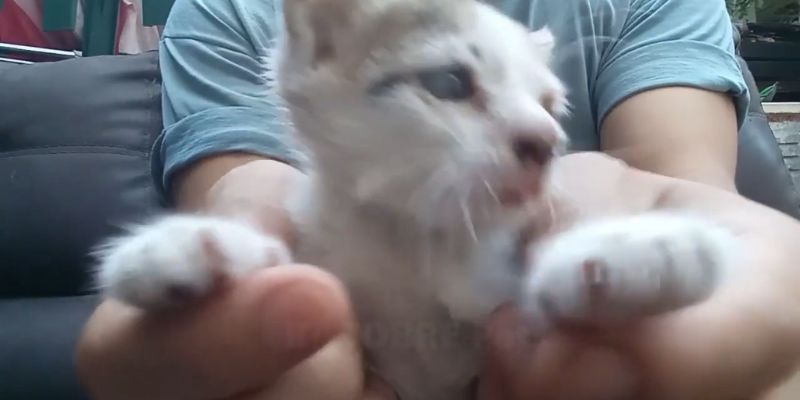 Tiny Victim of SADISTIC owner Kitten TREMBLE in Fear 6