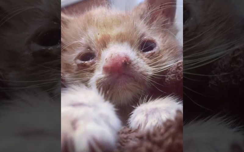 A 10 Day Old Kitten Born With A Defect Fought For Her Life Until She Met Her Hooman 2