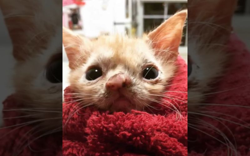 A 10 Day Old Kitten Born With A Defect Fought For Her Life Until She Met Her Hooman 3