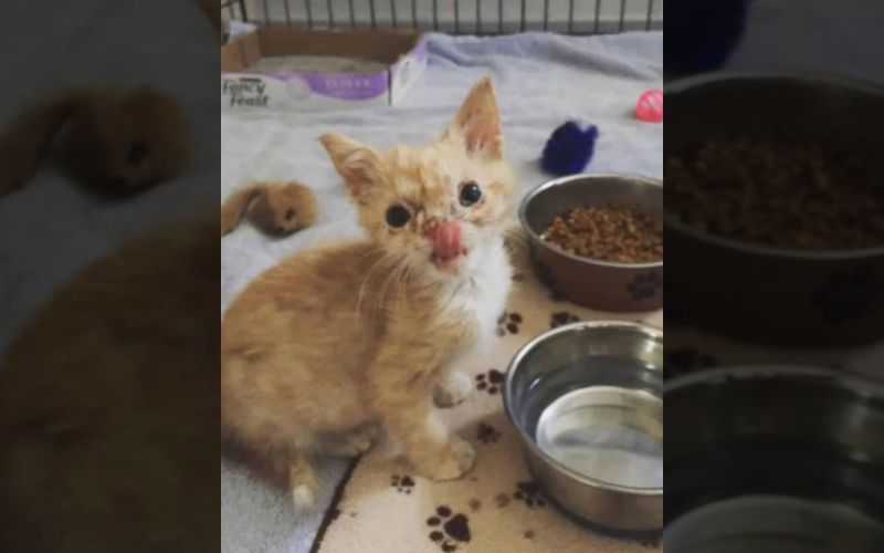 A 10 Day Old Kitten Born With A Defect Fought For Her Life Until She Met Her Hooman 4