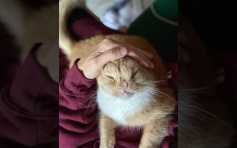 A 10 Day Old Kitten Born With A Defect Fought For Her Life Until She Met Her Hooman 5