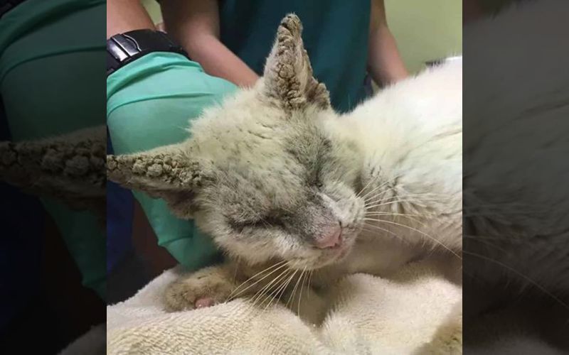 A Blind Cats Journey to Stunning Sight Unveils a Heartwarming Surprise 2