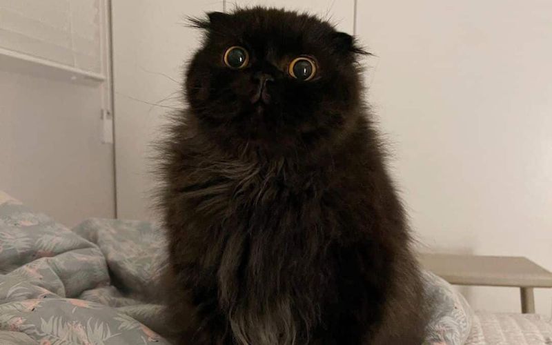 A Cat With Moon like Eyes Captures Hearts Worldwide 1