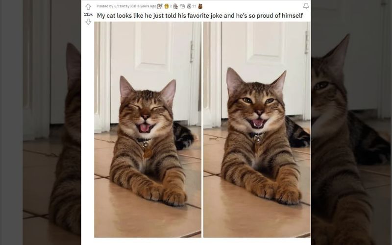 A Cats Smile Turns into an Internet Sensation Spreading Joy Worldwide 1