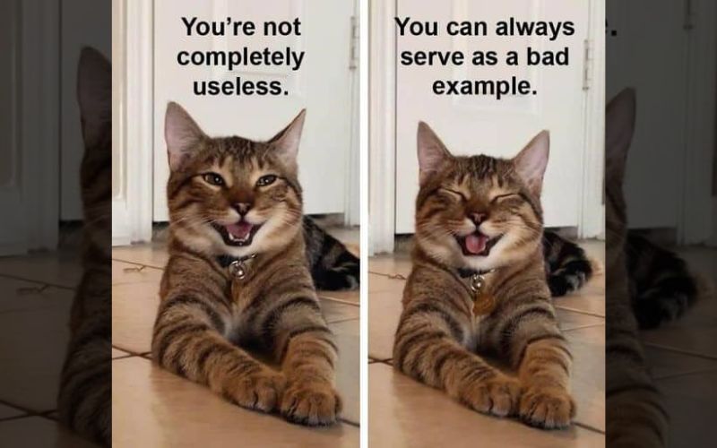 A Cats Smile Turns into an Internet Sensation Spreading Joy Worldwide 2