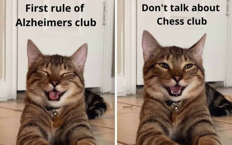 A Cats Smile Turns into an Internet Sensation Spreading Joy Worldwide 3