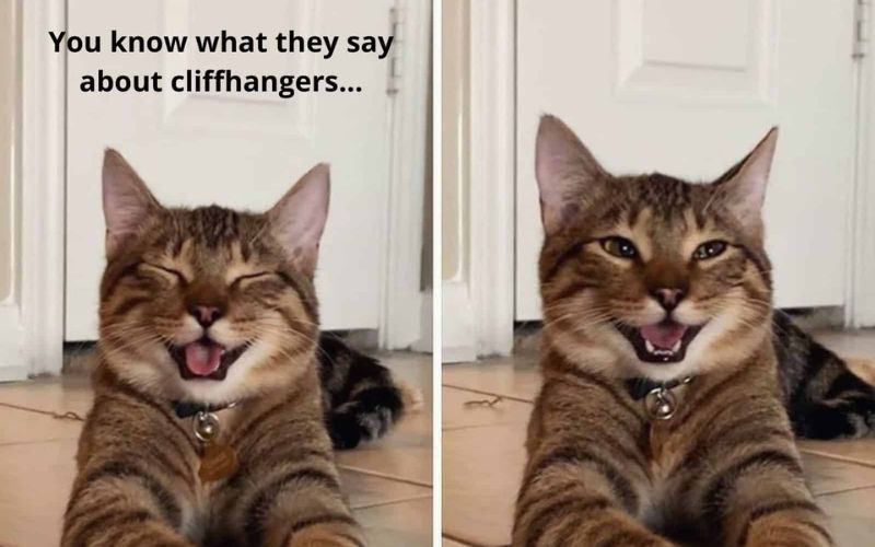 A Cats Smile Turns into an Internet Sensation Spreading Joy Worldwide 4