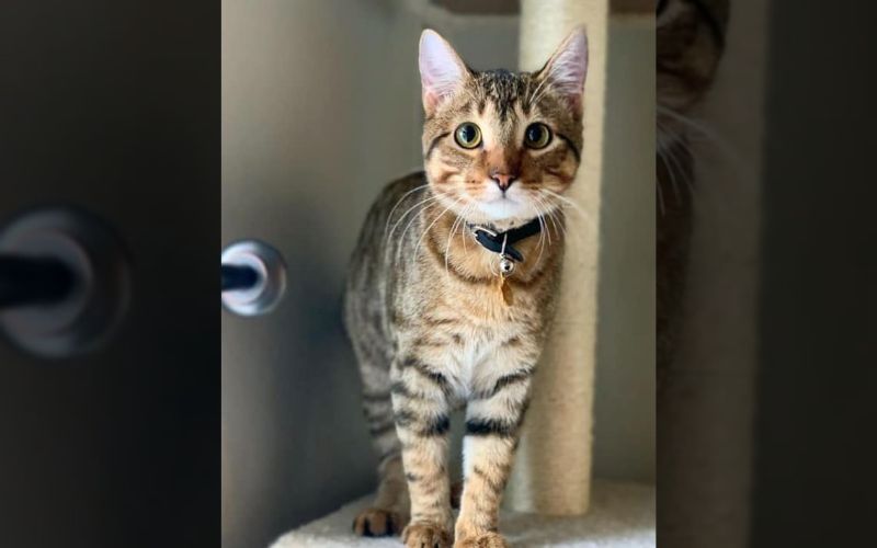 A Cats Smile Turns into an Internet Sensation Spreading Joy Worldwide 5