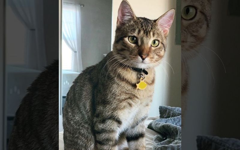 A Cats Smile Turns into an Internet Sensation Spreading Joy Worldwide 6