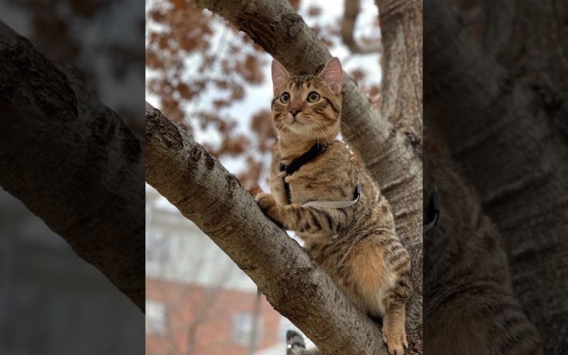 A Cats Smile Turns into an Internet Sensation Spreading Joy Worldwide 7