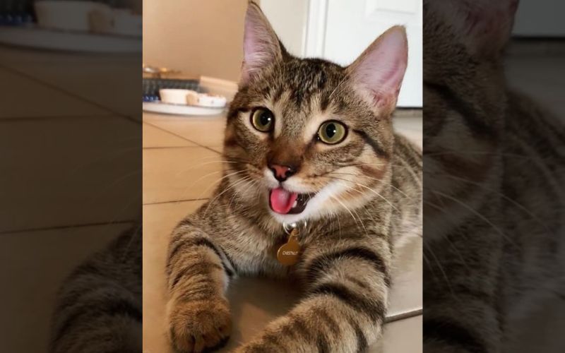 A Cats Smile Turns into an Internet Sensation Spreading Joy Worldwide 8