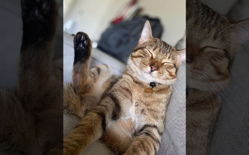 A Cats Smile Turns into an Internet Sensation Spreading Joy Worldwide 9