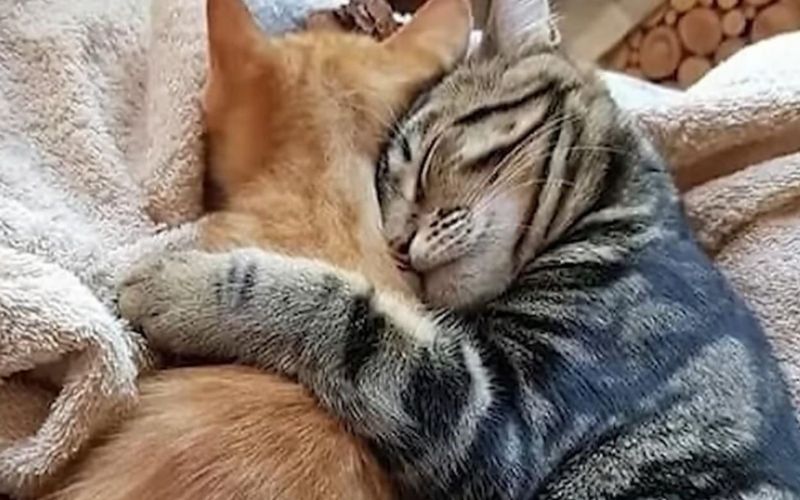 A Couple's Choice Saves Two Bonded Cats from Being Separated, Sparking