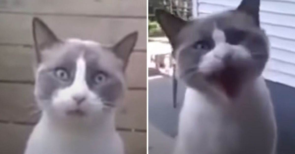 A Doorstep Meow Turns Into A Heartwarming Tale Of Understanding