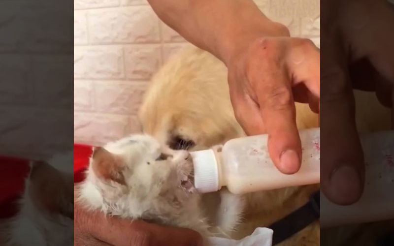 A Golden Retriever's Rescue of a Stray Kitten Turns Into an Unbreakable Bond A Golden Retrievers Rescue of a Stray Kitten Turns Into an Unbreakable Bond 2
