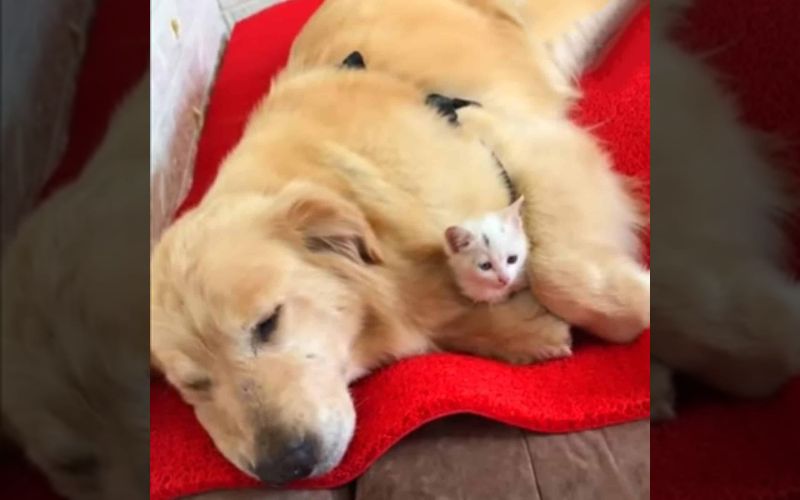 A Golden Retriever's Rescue of a Stray Kitten Turns Into an Unbreakable Bond A Golden Retrievers Rescue of a Stray Kitten Turns Into an Unbreakable Bond 3