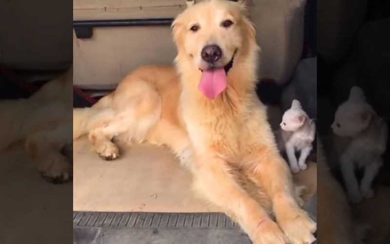 A Golden Retriever's Rescue of a Stray Kitten Turns Into an Unbreakable Bond A Golden Retrievers Rescue of a Stray Kitten Turns Into an Unbreakable Bond 4