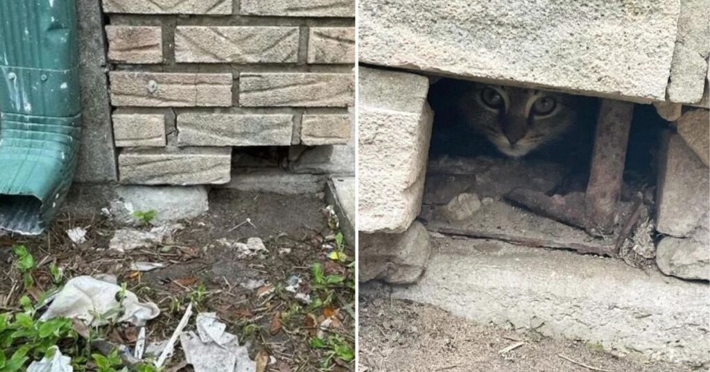 A Woman Finds Love in a Wall How a Stray Kitten Changed Everything