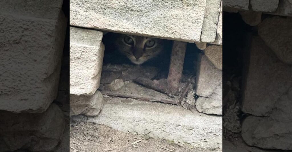 A Woman Finds Love in a Wall How a Stray Kitten Changed Everything 2
