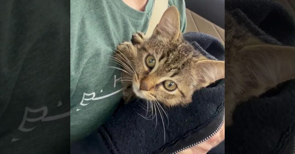 A Woman Finds Love in a Wall How a Stray Kitten Changed Everything 3