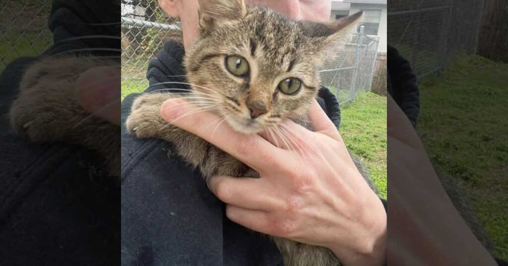 A Woman Finds Love in a Wall How a Stray Kitten Changed Everything 4